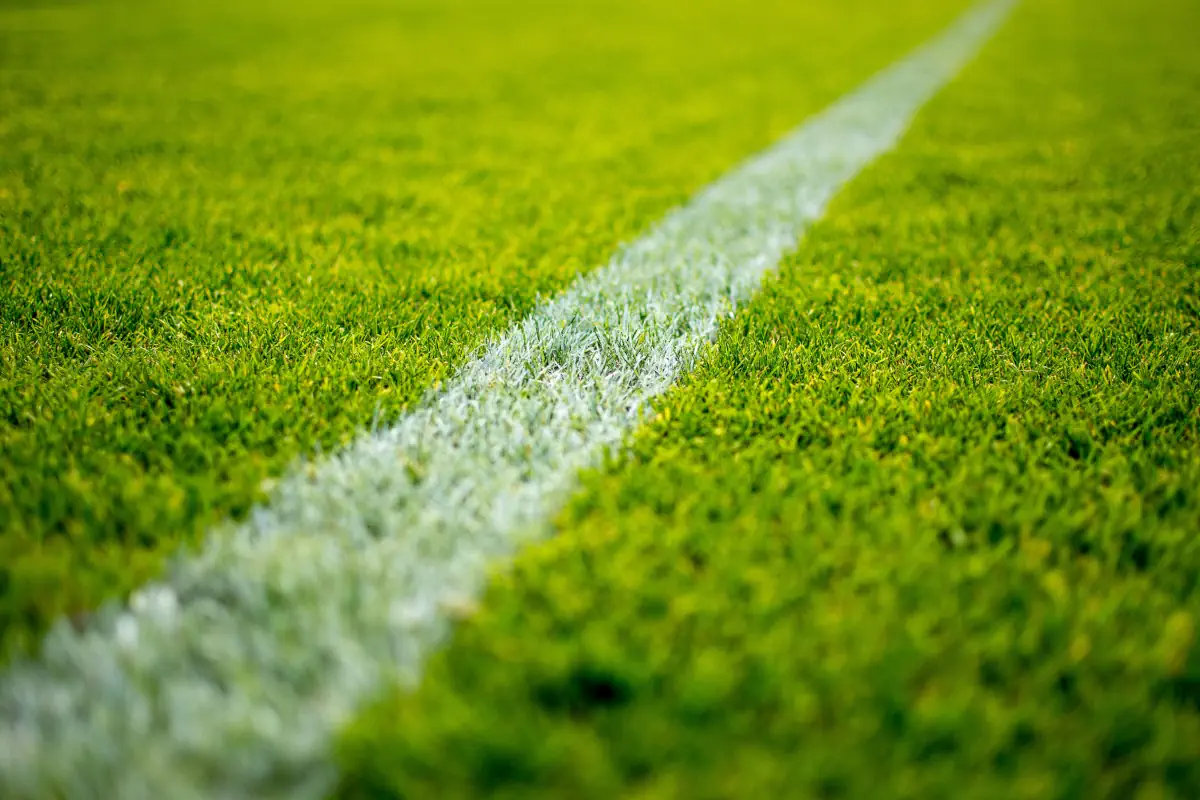Sports pitch white line showing grass that has been aerated.